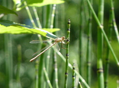 Lestes undulatus