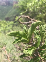 Pachypodium saundersii