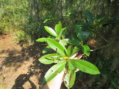 Gordonia lasianthus
