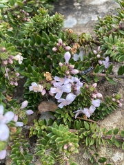 Westringia rubiifolia