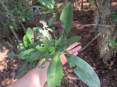 Gordonia lasianthus