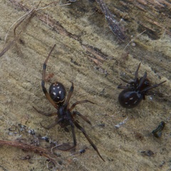 Steatoda capensis