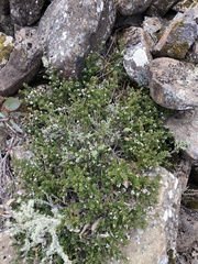 Westringia rubiifolia