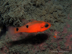 Apogon pseudomaculatus