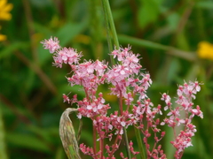 Filipendula rubra