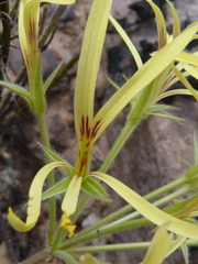 Pelargonium longiflorum