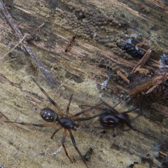 Steatoda capensis