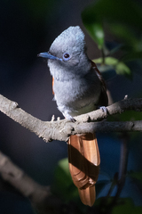 Terpsiphone viridis plumbeiceps