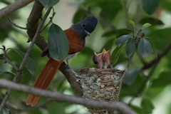 Terpsiphone viridis plumbeiceps