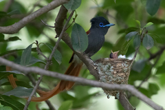 Terpsiphone viridis plumbeiceps