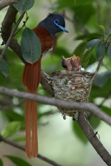 Terpsiphone viridis plumbeiceps