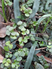 Muehlenbeckia australis