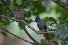 Terpsiphone viridis plumbeiceps