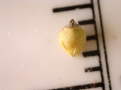 Rhynchospora globularis