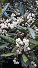 Elaeocarpus dentatus