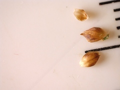 Rhynchospora globularis