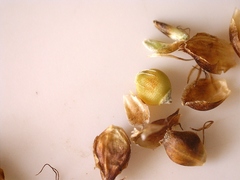 Rhynchospora globularis