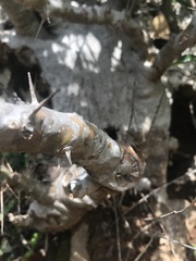 Pachypodium saundersii