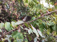 Acraea aganice montana