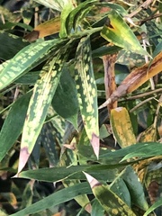 Stigmaeopsis celarius