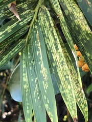 Stigmaeopsis celarius