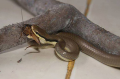 Liopeltis tricolor