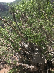 Pachypodium saundersii
