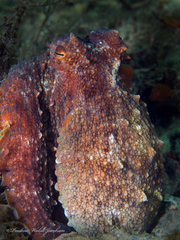 Octopus americanus