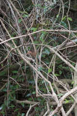 Passiflora tetrandra