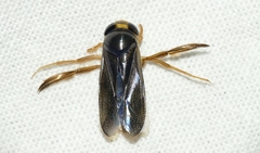 Corixa punctata
