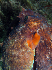 Octopus americanus