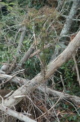 Senecio bipinnatisectus