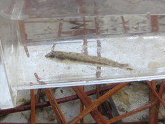 Percina nigrofasciata