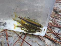 Pteronotropis hypselopterus