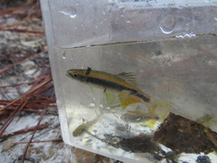 Pteronotropis hypselopterus