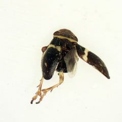 Bathyllus albicinctus