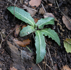 Stephanomeria cichoriacea