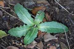 Stephanomeria cichoriacea