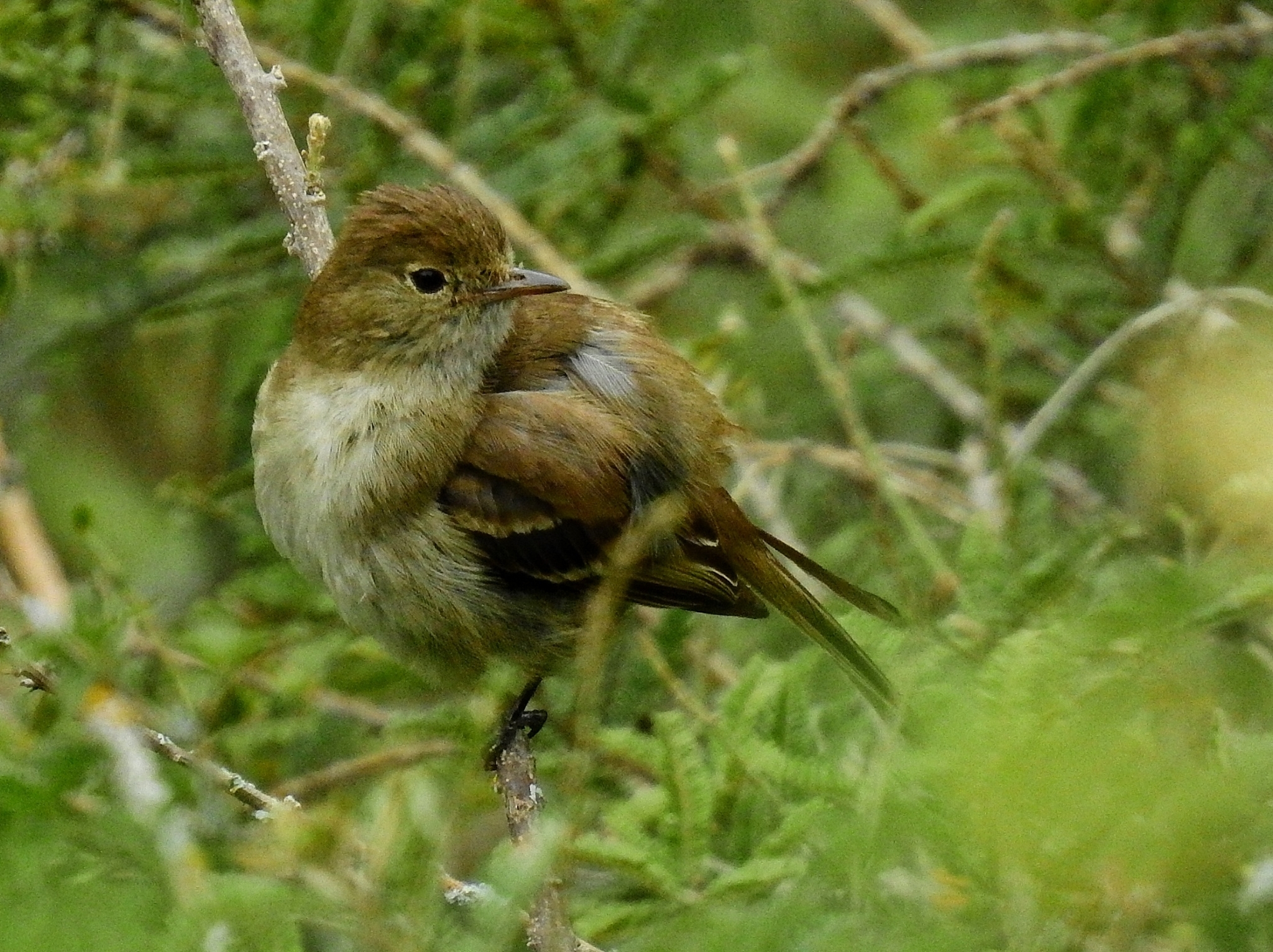 Sierran Elaenia (Elaenia pallatangae), photo 8