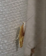 Argyresthia semitestacella