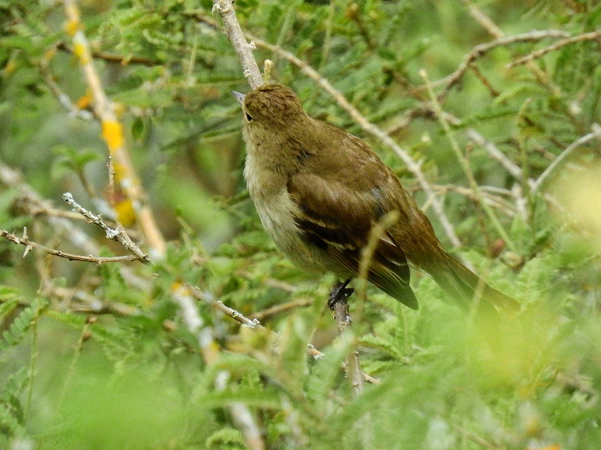 Sierran Elaenia (Elaenia pallatangae), photo 9