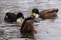 Anas platyrhynchos domesticus