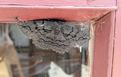 Melanodes anthracitaria