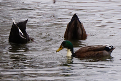 Anas platyrhynchos domesticus