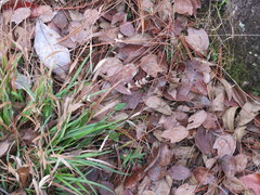 Chasmanthium ornithorhynchum