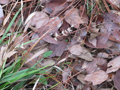 Chasmanthium ornithorhynchum