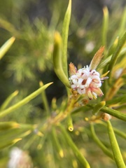 Orites acicularis