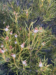 Orites acicularis