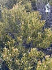 Orites acicularis
