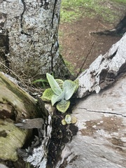 Kalanchoe gastonis-bonnieri